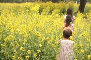 入選　　akko9537さんの作品　「菜の花畑をかける三姉妹」
